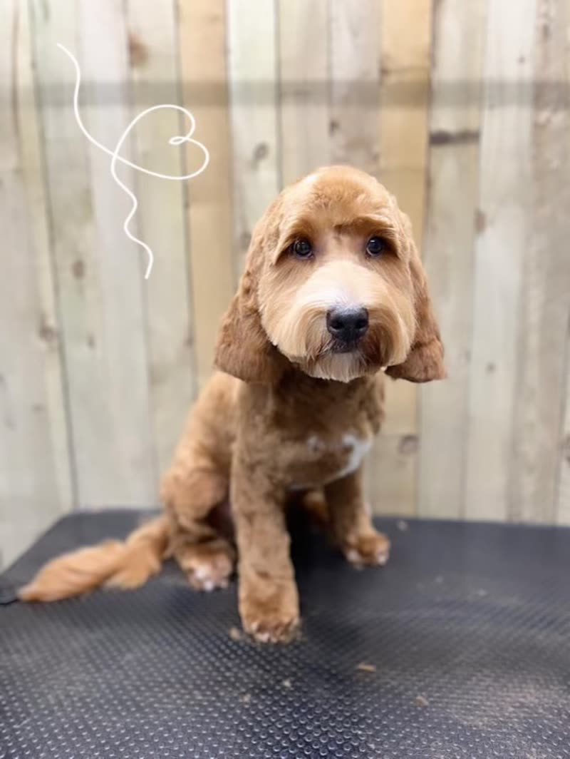 A freshly groomed apricot cockapoo sitting on the grooming table at Pride & Groom