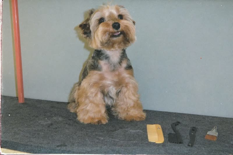 A small dog waiting on the grooming table beside grooming tools
