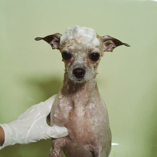 A dog being bathed and shampooed