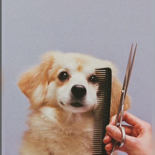 A dog having its coat scissor-trimmed