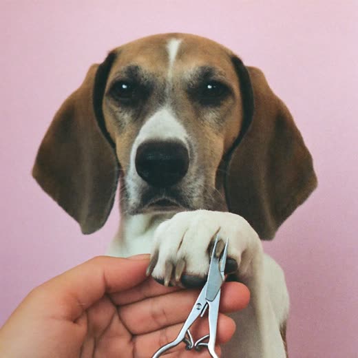 A dog's nails being clipped