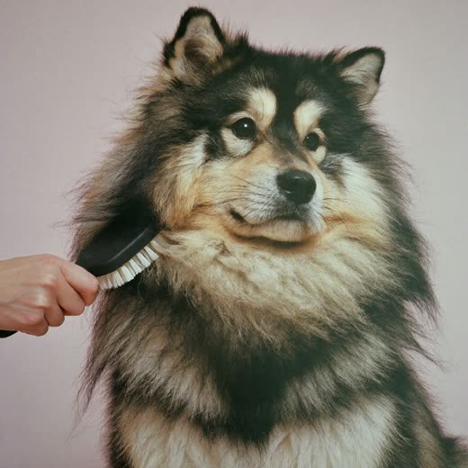 A thick-coated dog being brushed out