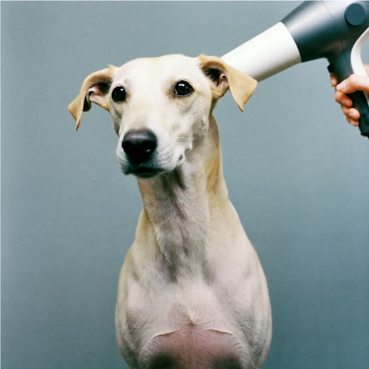 A dog being blow-dried after a bath